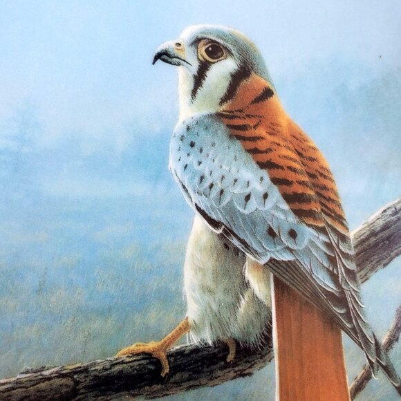 Hawk Plate Collectible 1989 Knowles American Kestrel By Daniel Smith 84-K41-74.6 - Picture 2 of 7